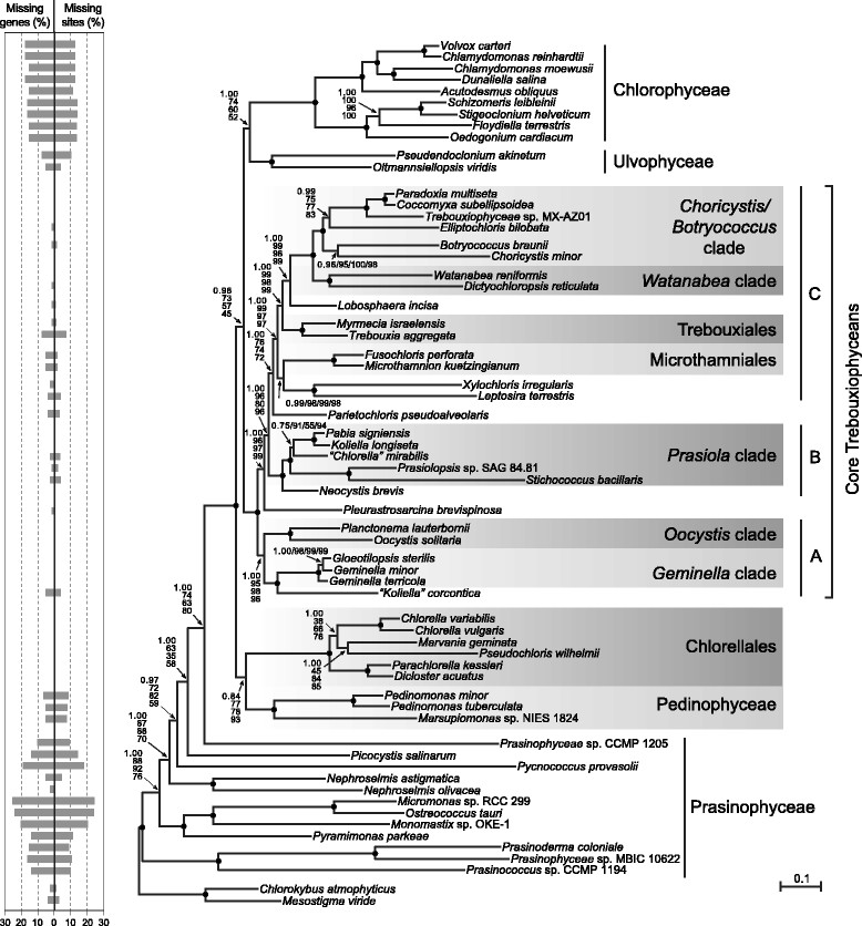 Příloha 2 Fylogeneze třídy Trebouxiophyceae podle studie Lemieux et al. (2014).