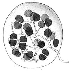 1 Úvod Lišejník je definován jako organismus, který je tvořený trvalou symbiózou houby a řasy či sinice. Houbové ho partnera zde nazýváme mykobiontem, fotosyntetizujícího partnera fotobiontem.