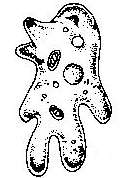 Trypanozoma spavičná - Úzký protáhlý tvar; 1 bičík - Undulující membrána - vznikla přeměnou přirostlého bičíku Vzniká ve viskóznějším prostředí než je voda - Způsobuje spavou nemoc o Přes mouchu