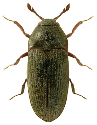 Elateridarium 7: 10-20, 24.1.2013 ISSN 1802-4858 http://www.elateridae.