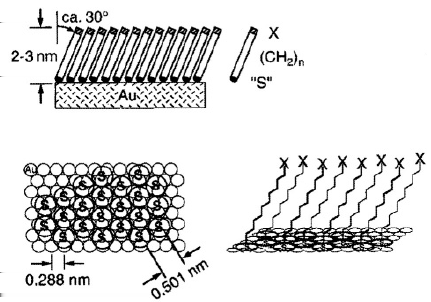 Samouspořádání Aplikace SA Self-assembled monolayers často alkenthioly typický tvar molekuly povrchově aktivní hlavička alkylový řetězec koncová část charakter uspořádání hexagonální struktura