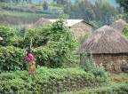 Rwanda Vzdělání Zalesňování Stavba obydí a osad Alternativní energie Vytvoření pracovních míst