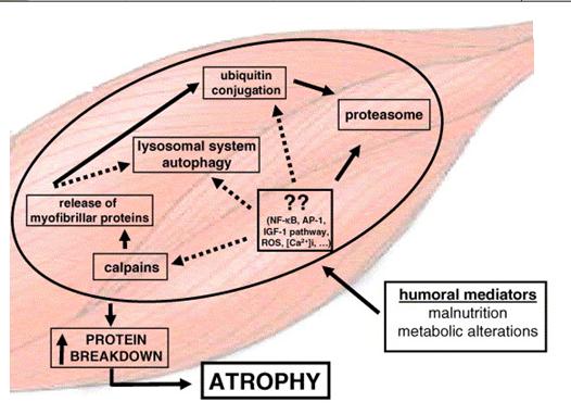 Svalová atrofie a proteolýza Int J