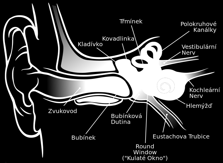Obrázek 3 Sluchový orgán (Anatomy of the Human Ear, 2013) Zevní ucho Tato část ucha má za úkol zachytit zvukové vlny a dovést je k bubínku. Tvoří je boltec a zevní zvukovod.