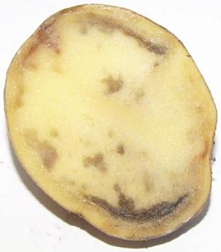 Nebezpečí genetické uniformity Rozsáhlé plochy jsou osety monokulturou vysoce produktivních variet - Nutnost vysokých vstupních nákladů pro zajištění maximální produkce: hnojení, postřiky,