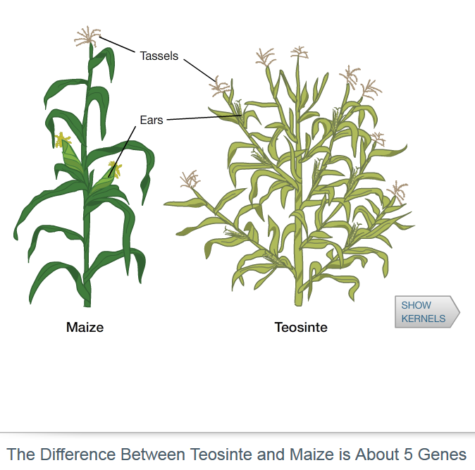 learn.genetics.utah.
