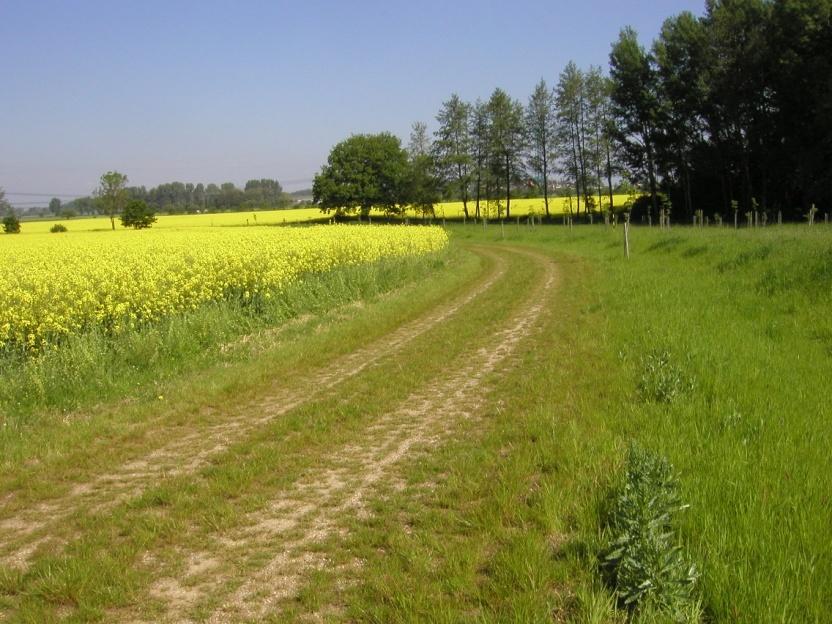 C1 hlavní polní cesta (katastrální hranice s k.ú. Ţeletice, rozvodnice), délka 1380 m, šířka vozovky v koruně 4 m.