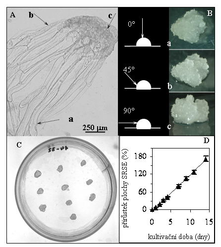 Obr. 3. Kultur rných somtických embryí smrku ztepilého, klon 2/32. (A) Rné somtické embryo; () embryonální suspensor, (b) embryonální tubulární buňky, (c) embryonální skupin.