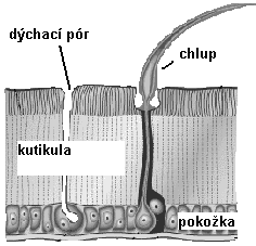 Kutikula můţe být ještě zpevněna sloučeninami vápníku (například u raka) a často bývá pokrytá takzvanými deriváty (ostny, štětinami, chlupy, šupinami nebo drápky).