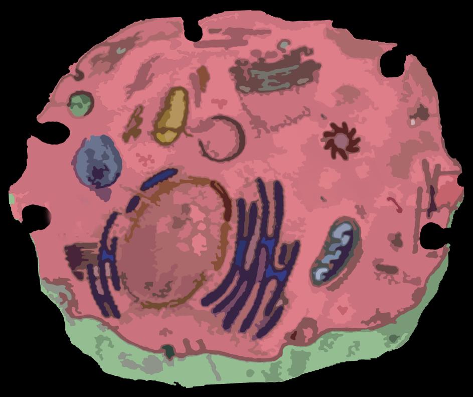 Mechanismus působení MK na hladinu cholesterolu v krvi vliv MUFA-PUFA Jaterní