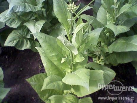 Rostlinné toxiny a jedy nikotin tabák Nicotiana tabacum tekutý alkaloid, v rostlině vázán na kyselinu jablečnou a citronovou, jeho množství v rostlině až 8 %, s kouřem se vstřebává sliznicemi