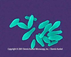 Bakteriální toxiny - klostridiové tetanospasmin - Clostridium tetani termolabilní polypeptid, spory mikroorganismu přežívají v půdě měsíce a roky, usmrtí je až 4hodinový var nebo 15 minut