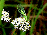 Velice dobrým zdrojem pylu a nektaru pro hmyz jsou složnokvěté rostliny (Asteraceae), zejména slunečnice. Řebříčky (Achilea spp.