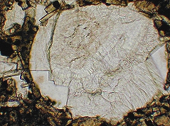 Xenolit křemene v olivínovém bazaltu - zvětšeno 60x, zkřížené nikoly Izotropní minerál v pórech (analcim?