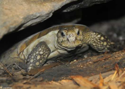 žáby, velemloci, krokodýli velemloci (Andrias spp.) CITES I. Japonsko a Čína, dříve loveni na maso pralesničky (Dendrobates spp.) CITES II.