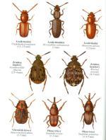 Morfologická Identifikace dospělců, larev a vajíček COI gen sequencing Pairwise sequence divergence % MP phylogenetic tree based on COI sequences Molekulární identifikace DRUHŮ škůdců První pilíř IPM