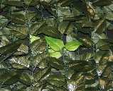 LEAVES W imitace listnatých dřevin a popínavých rostlin PE rastr Nosnou kostru tvoří plastový PE rastr s oky cca 5,5 x 5,5 cm. Materiál listů: polyester + PE UV odolnost, mrazuvzdornost, voděodolnost.