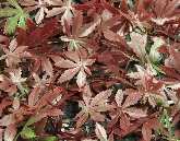 Listy jsou různě veliké, spíše drobnější, v červenohnědé barvě, s lehce zbarvenými středy v zeleném odstínu. Místy jsou skupiny listu s výraznější zelenou příměsí.