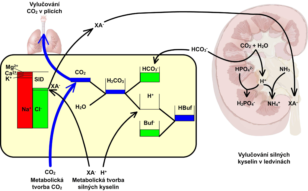 Modelování acidobazické rovnováhy Obrázek 1 - Acidobazická rovnováha je výslednicí dvou bilancí propojených přes pufrační systém bilancí mezi tvorbou a vylučováním oxidu uhličitého a bilancí mezi