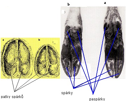 Obr. 13: a stopa jelena, Obr. 14: Jelení končetiny, a zadní, b přední b stopa laně (Bouchner, (Bouchner, 2003) 2003) Mezi další pobytový znak jelení zvěře patří trus.