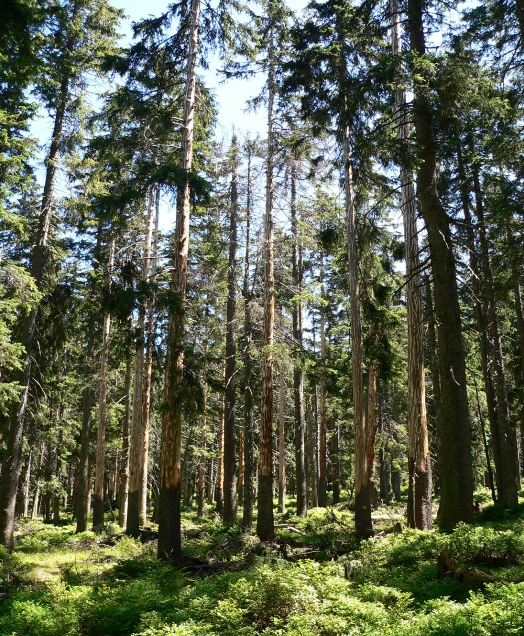 ZÁVĚR 20 let historie NP Šumava přineslo řadu rychlých a nekoncepčních zvratů v péči o lesy v NP. Dosud bylo kůrovcem usmrceno již zhruba 3,5 milionu m3 smrků. Z toho více než polovina v tzv.