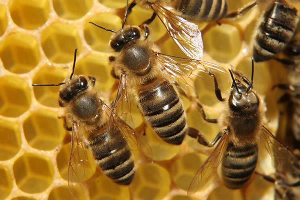 Pokud by včely z naší krajiny vymizely, úroda některých hospodářských rostlin, zejména ovoce, řepky, slunečnice, pohanky nebo některých léčivých rostlin by poklesla až o dvě třetiny.