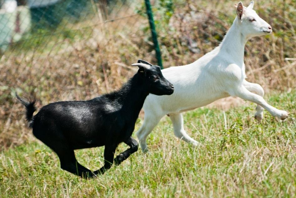 Chov koz Koza domácí je sudokopytník, přežvýkavec. Jako ovce domácí je jedním z nejdéle domestikovaných zvířat. Je chováno asi 500 plemen.
