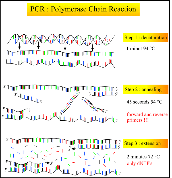 Obr. 1: Kroky polymerázové řetězové reakce [převzato z Homepage of Andy Vierstraete] 3.1. Denaturační fáze Smyslem denaturační fáze je úplné rozvolnění dvojřetězcové molekuly DNA na dva řetězce.