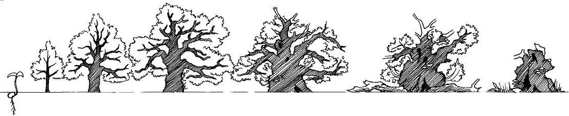 přirozený a je nutno podle toho přistupovat k výběru technologie ošetření. Senescence stromu se zde začíná projevovat od fáze D (Obr.