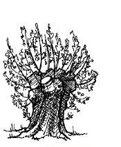 Panenské stromy (maiden trees) jsou charakteristické souvislým kmenem od báze do vrchní části koruny a tím, ţe do jejich vývoje nebylo zasahováno téměř ţádnými řezy.