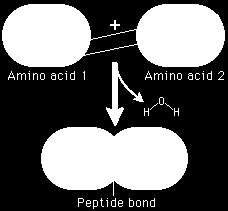 Aminokyseliny jsou spojovány peptidovou vazbou (uvolňuje se voda = kondenzace) za vzniku peptidového řetězce.