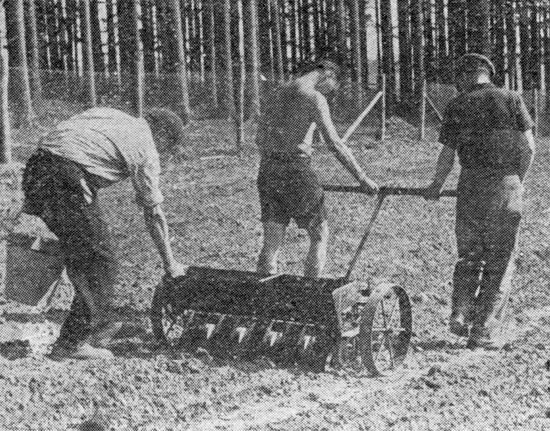 3 II. Historie školkařství První pokusy pěstování sazenic probíhaly v letech 1790 až 1850, kdy se zakládaly dočasné školky a semeniště pouze pro obnovu určitých porostů.