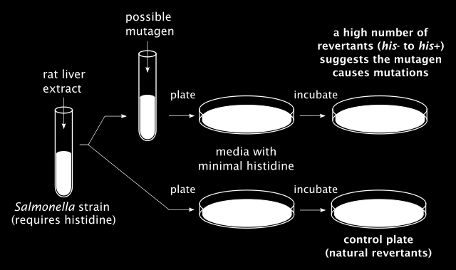 Test na mutagenitu: in vitro Amesův test kultivace S. typhimurium (auxotrofní) auxotrofie: způsobena jednoduchou posunovou mutací.