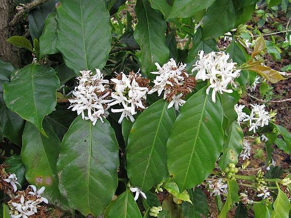 Botanika Coffea vulgaris Stálezelený keř z čeledi mořenovitých 60 druhů, pěstují se pouze 3 druhy Coffea