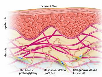 Škára vazivová tkáň, kolagenová a elastinová vlákna