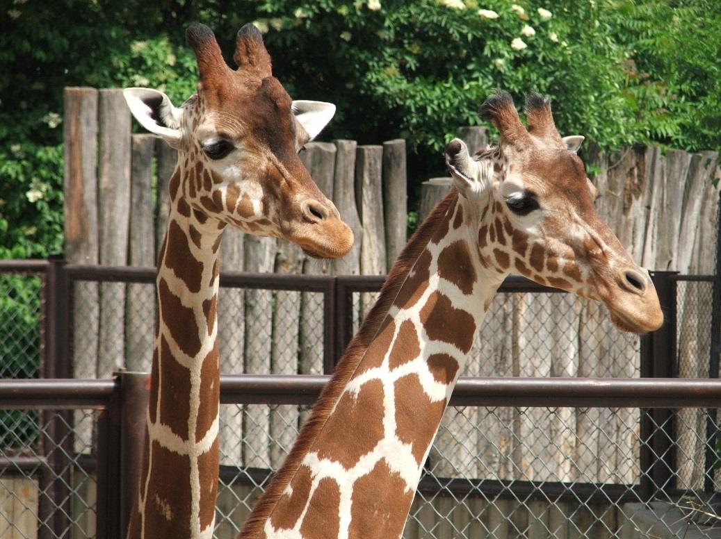 V sobotu 2. dubna 2016 se uskuteční Běhy Královédvorskem, které dvorská zoo pořádá ve spolupráci s Tělovýchovnou jednotou Dvůr Králové nad Labem a organizací RunGoRun.cz.