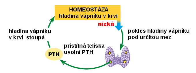 Sekrece parathormonu je řízena zpětnou vazbou podle hladiny ionizovaného vápníku v krvi.