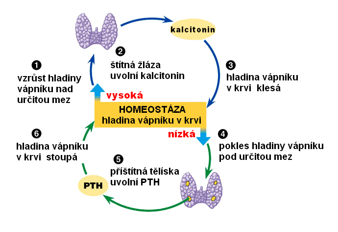 Řízení hladiny vápníku v