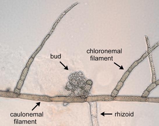 Pupen Chloronemální filamenta Kaulonemální filamenta Rhizoid Obr. 1: Typy filament protonemy P. patens.