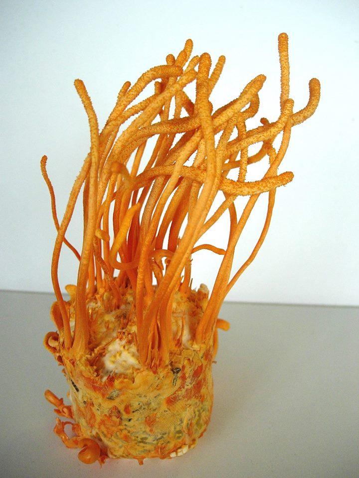 Cordyceps