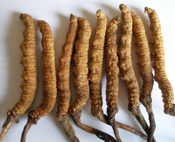Cordyceps