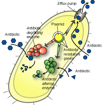 Přežití působení antibiotika Šíření genetických informací konjugací 1)