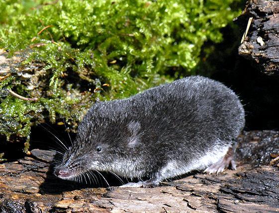 5.7. Fauna Na území parku se vyskytovalo přinejmenším 62 druhů savců. Někteří z nich však byli už dávno vyhubeni, typicky vlk obecný, kočka divoká, medvěd hnědý.