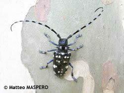 Anoplophora glabripennis - kozlíček Coleoptera, Cerambycidae - Asia long-horn beetle