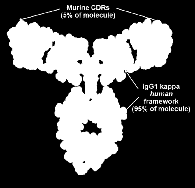 Omalizumab Humanizovaná anti-ige protilátka s 95 % lidského proteinu, fúzovaná s 5 % myšího proteinu. Váže se pouze na volné IgE.