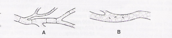 Obrázek 1: A - Hyfa s přehrádkami; B - Conocytická hyfa (Paříková a Kučerová, 2001) ryotické mycelium) nebo více jader (heterokaryóza), (Malíř a kol., 2003).