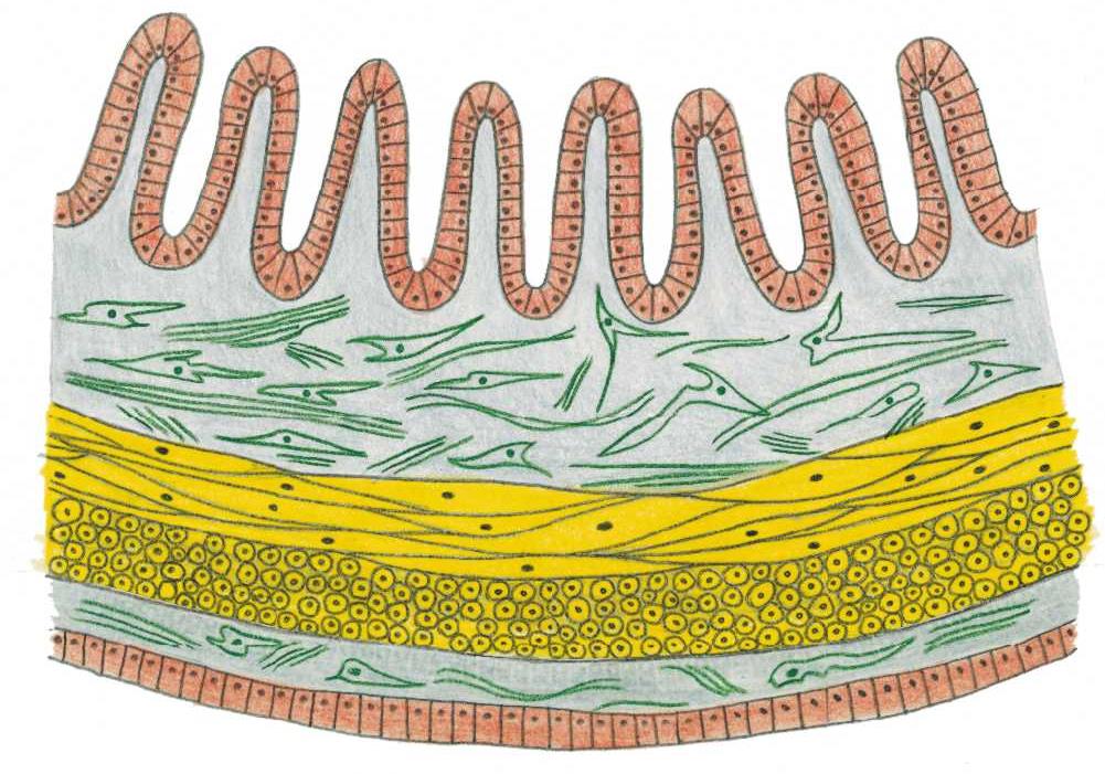 Organizace buněk ve tkáních Příčný řez stěnou savčího střeva tkáň epitelová, pojivová, svalová tkáně složeny z