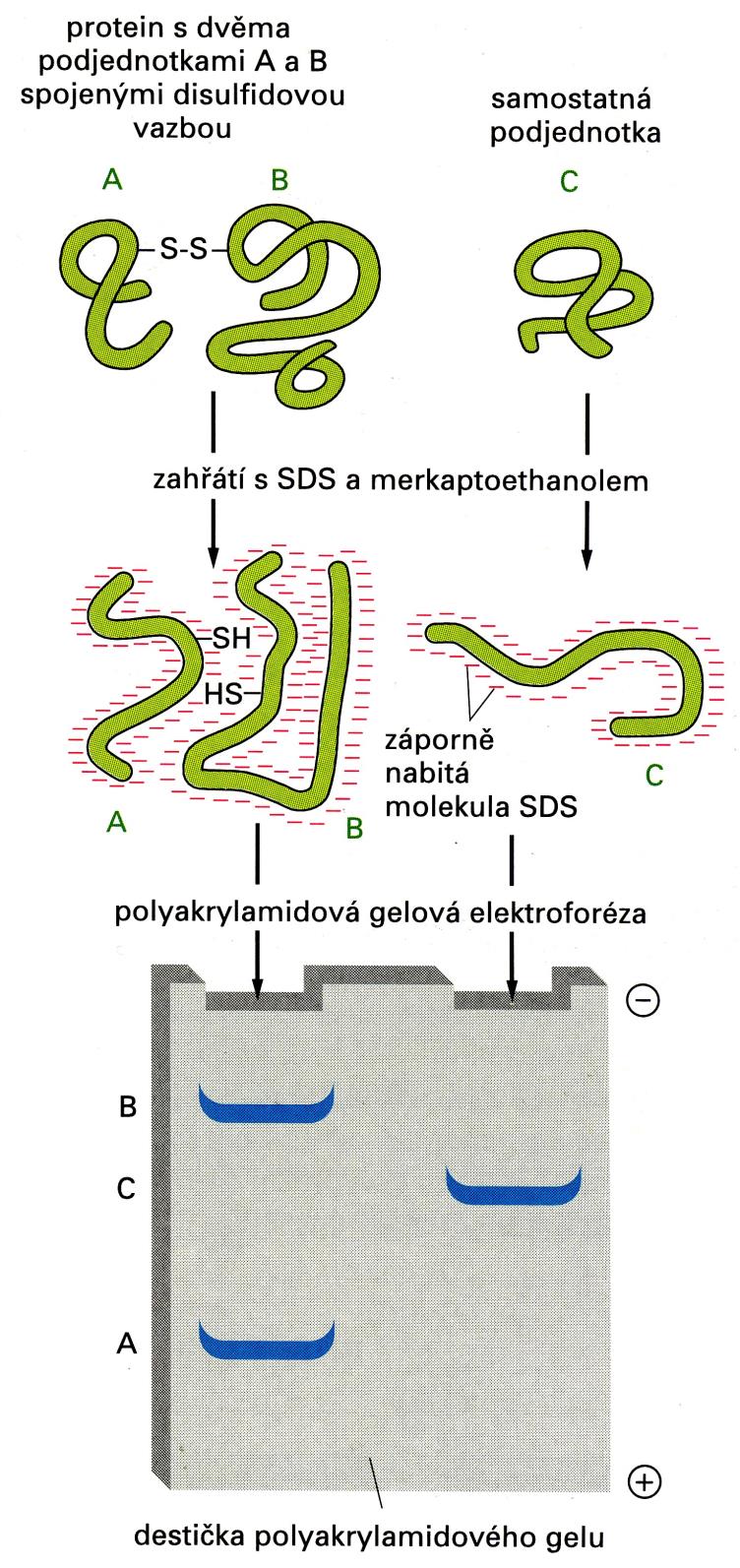 SDS-PAGE ELFO na PAGE v přítomnosti SDS (Sodium Dodecyl Sulphate