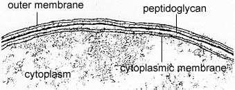 Lokalizována v periplasmě Gel obsahující nezesíťované glykany Obsahuje proteiny Hydrolytické enzymy Vazebné proteiny Chemoreceptory Vnější membrána Struktura gramnegativní buněčné stěny Elektronová