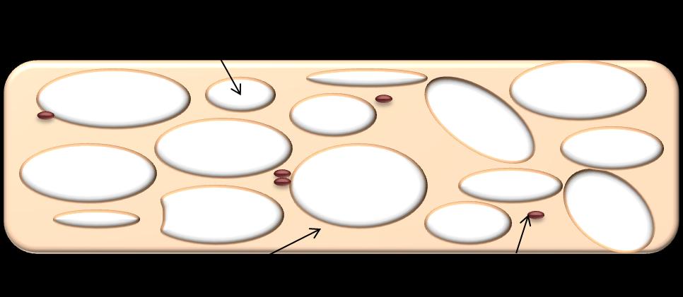 Bíla tuková tkáň obsahuje univakuolární adipocyty, v preparátech jsou nápadné díky velké vakuole. Cytoplazma tvoří tenký lem. Má málo mezibuněčné hmoty. Tkáň je výrazně vaskularizovaná.